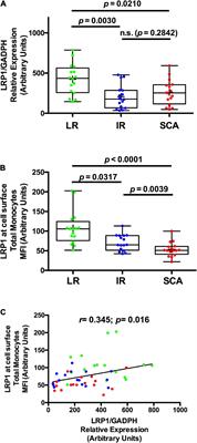 Decreased low-density lipoprotein receptor-related protein 1 expression in pro-inflammatory monocytes is associated with subclinical atherosclerosis